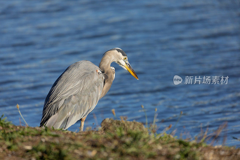 大蓝鹭，Ardea herodias，狩猎;加拿大温哥华